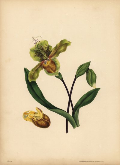 Den ædle dames tøffel, Cypripedium reginae, lighed af Unbekannt