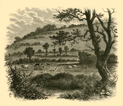 Thistledon, 1898. af Unbekannt