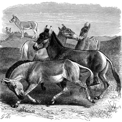 Tibetansk vildrøv eller Kiang, 1893 af Unbekannt