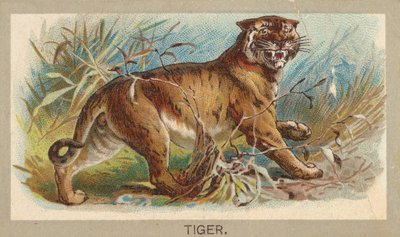 Tiger, fra Animals of the World-serien T180, udgivet af Abdul Cigarettes, 1881. af Unbekannt