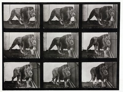 Time-lapse-billeder af en løve, der går rundt i sit bur af Unbekannt