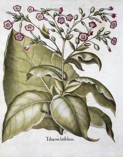 Tobaksplante, 1613 af Unbekannt