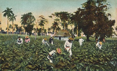 Tobaksplantage, Cuba, c1920