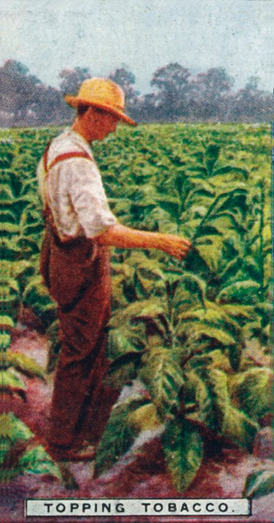 Topping Tobacco, 1926 af Unbekannt