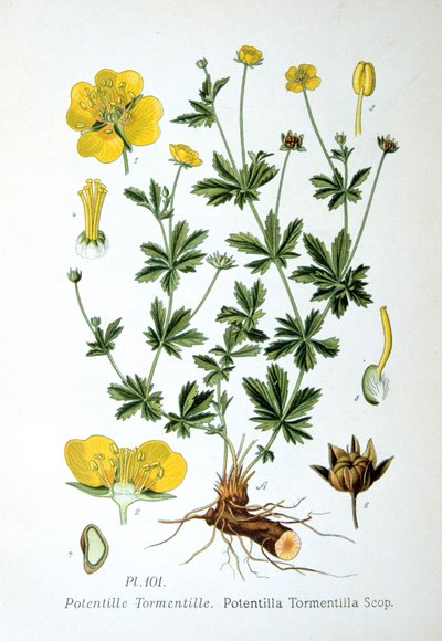 Tormentil, 1893 af Unbekannt
