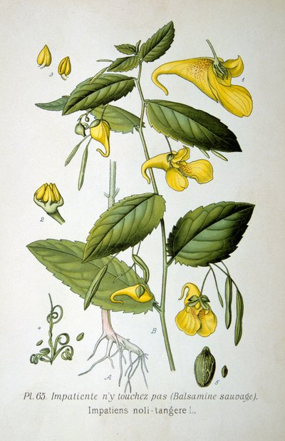 Rør-mig-ikke-balsam, 1893 af Unbekannt