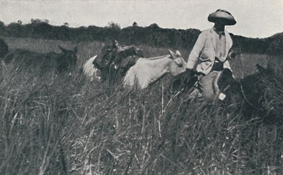 Rejse på Pampas, 1916 af Unbekannt