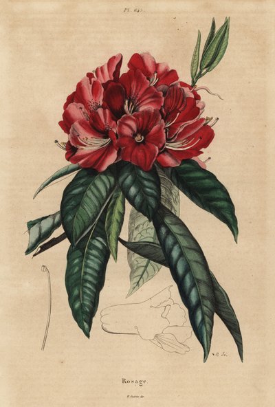Træ rhododendron, Rhododendron arboreum af Unbekannt