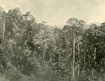 Tropical Scrubs, Blackall Range, Queensland, 1901. af Unbekannt