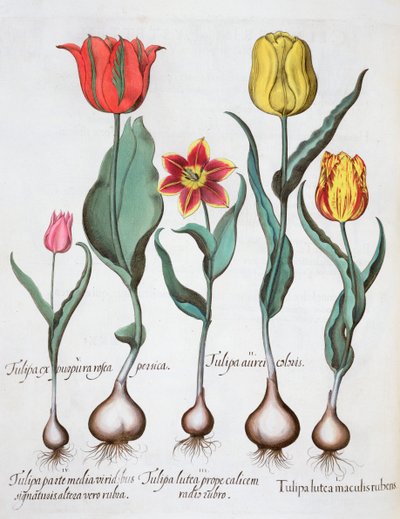 Tulipaner, 1613 af Unbekannt