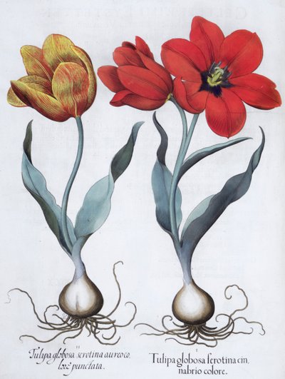 Tulipaner, 1613 af Unbekannt