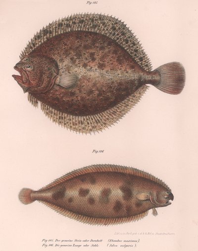 Pighvar, Rhombus maximus, Almindelig tunge Solea vulgaris, ca. 1850