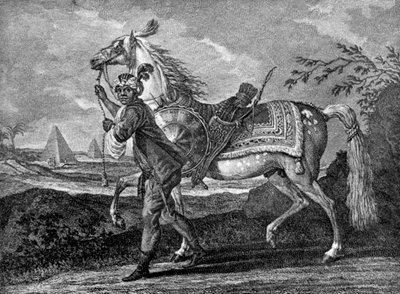 Tyrkisk arabisk hest, 1722 1938 af Unbekannt
