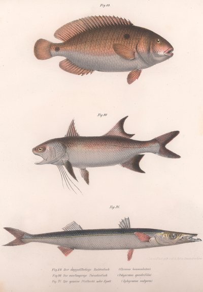 To-spot Bimaculatus, afrikansk rødfinnet, almindelig barracuda, ca. 1850
