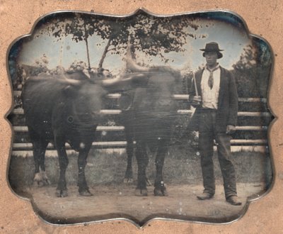 To okser og kusk, 1850