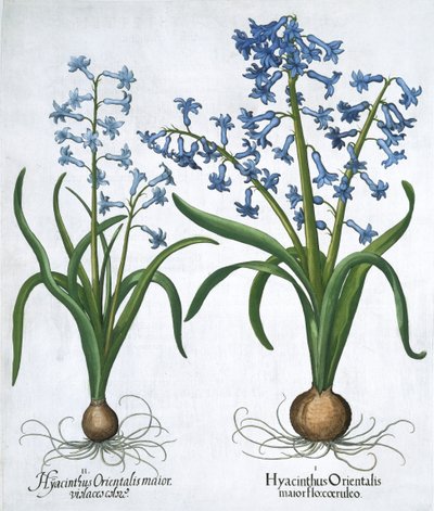 To blå hyacinter, 1613 af Unbekannt