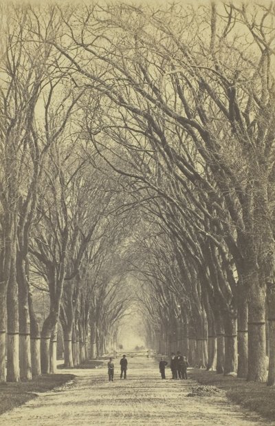 Unavngivet træallé, 1840-1900. af Unbekannt