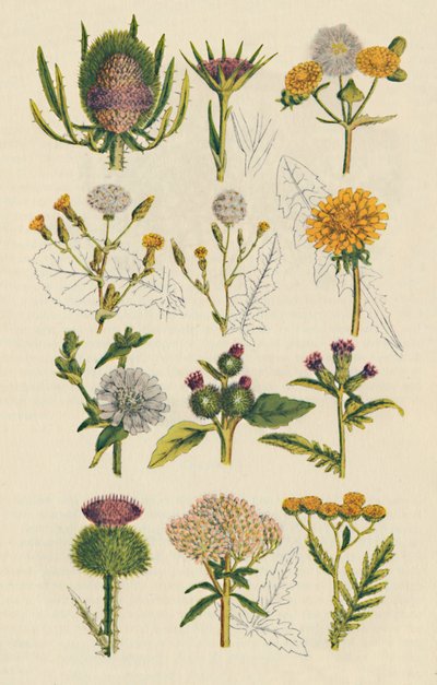 Sorter af britiske vilde blomster, 1947 af Unbekannt