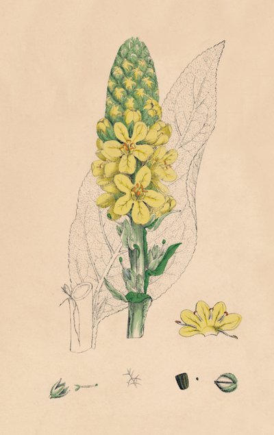 Verbascum Thapsus. Great Mullein, 1800-tallet af Unbekannt