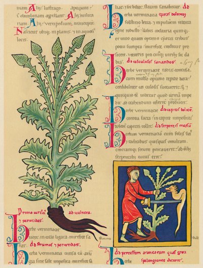 Verbena eller Vervain, 1947 af Unbekannt