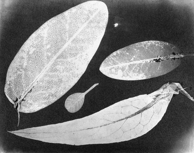 Vandfikseret foto Fire blade, sommeren 1839 af Unbekannt