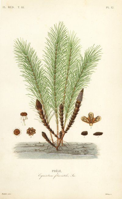 Wasser-Schachtelhalm von Unbekannt