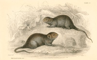 Vandmus Arvicola terrestris, også kendt som sortvandsrotten, 1828 af Unbekannt