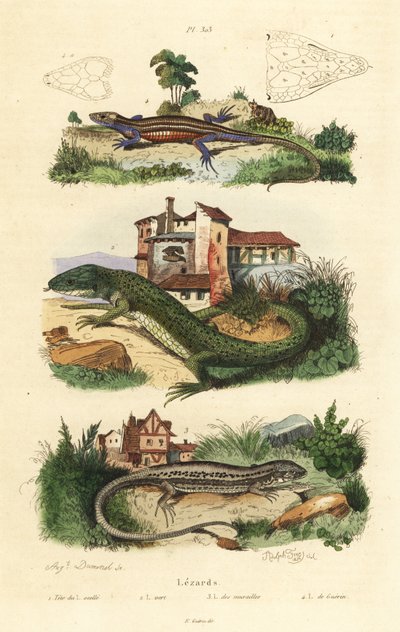 Vestlig grønøgle, Lacerta bilineata 2, vægfirben, Podarcis muralis 3 og viviparous øgle, Zootoca vivipara 4 af Unbekannt