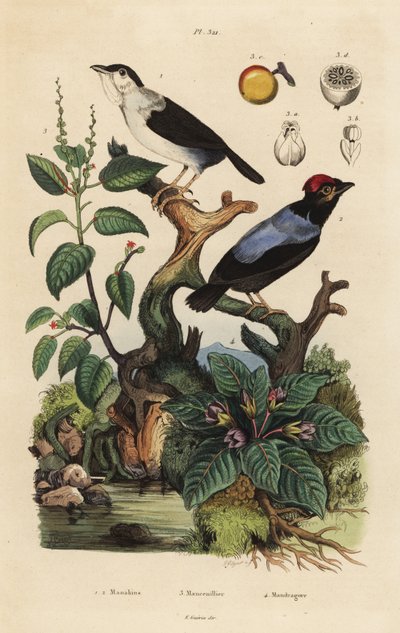 Manakim med hvidt tag, rygskjold ultra, manakim med blå spande, Chiroxyphea parayala, Manchanil-træ, Hippomanae ferskvand og mandrake, Mandragora officinarum af Unbekannt