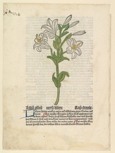 White Lily, illustration fra Gart der Gesundheit Sch.4332, 28. marts 1485. af Unbekannt