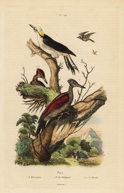 Hvid spætte, Melanerpes candidus, filippinsk pygmæ spætte, Yungipicus maculatus, han og hun af Unbekannt