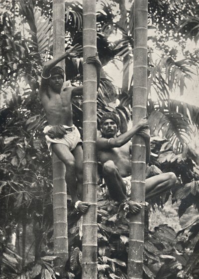 Hvordan ceylonesere klatrer i kokospalmerne, 1926 af Unbekannt