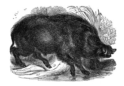 Vildsvin, 1848 af Unbekannt