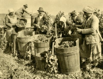 Vinhøst nær Baden bei Wien, Nedre Østrig, c1935. af Unbekannt