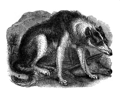 Ulvehund, 1848 af Unbekannt