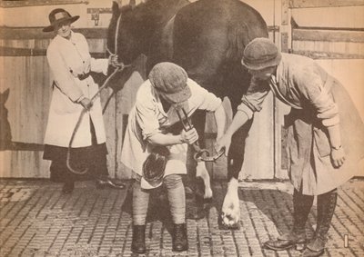 Kvinder som hovslagere på hestehospitalet i et stort firma af vognmandskontaktorer, c1916, 1935 af Unbekannt