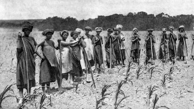 Kvinder, der hakker en majsmark, Sydafrika, c1923 af Unbekannt