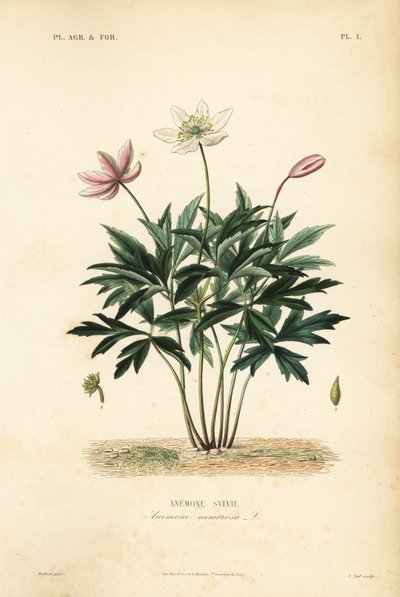 Skovanemone eller vindblomst, Anemone nemorosa, Anemone sylvie af Unbekannt