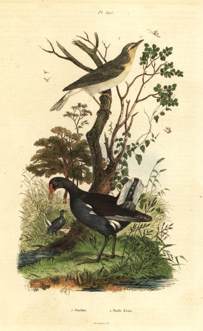 Skovsanger, Phylloscopus sibilatrix og hedehøne, Gallinula chloropus af Unbekannt