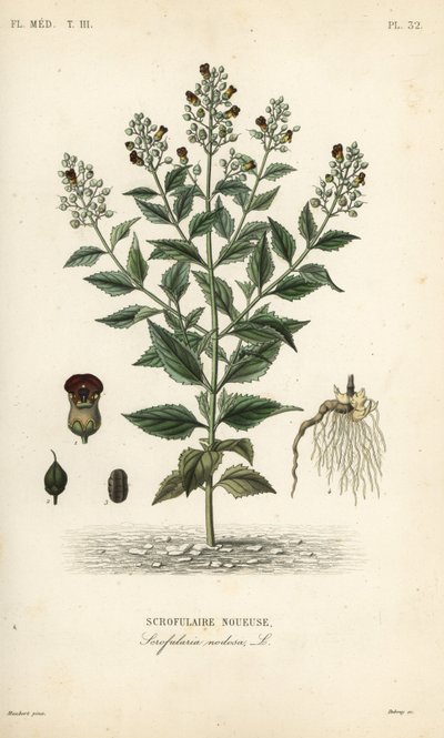 Skovfigenurt, Scrophularia nodosa, Scrofulaire noueuse af Unbekannt