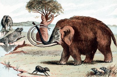 Ulden mammut Mammuthus, 1892 af Unbekannt