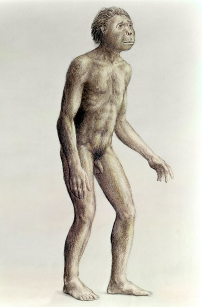 Homo habilis af Unbekannt Unbekannt