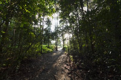 Sti i junglen ved Camp Leaky, Tanjung Puting National Park, Central Kalimantan, Borneo, Indonesien af Unbekannt Unbekannt