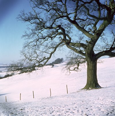 Vinterlandskab, Hockley Downs, Essex af Unbekannt Unbekannt