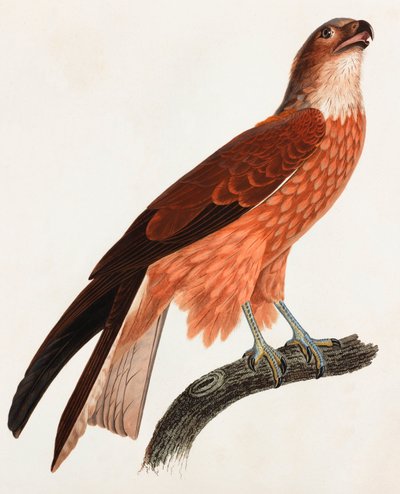 En farveillustration af en brun fugl af Unbekannt