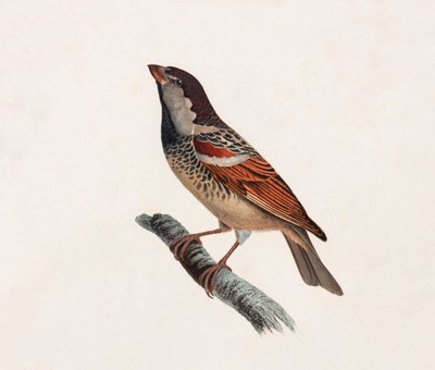 En farveillustration af en fugl af Unbekannt
