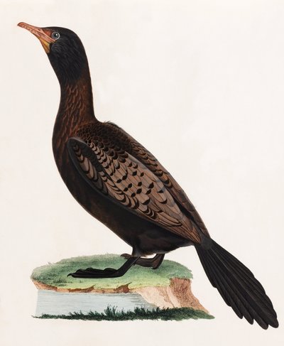 En farveillustration af en fugl af Unbekannt