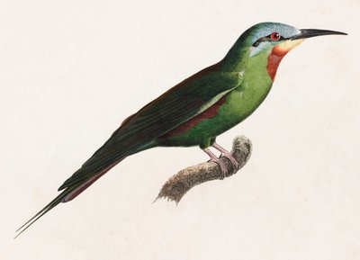 En farveillustration af en grøn fugl af Unbekannt