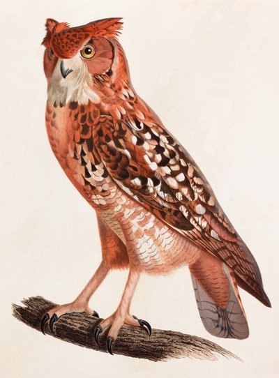 En farveillustration af en ugle af Unbekannt
