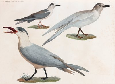 En helsides serie af farveillustrationer af fugle af Unbekannt